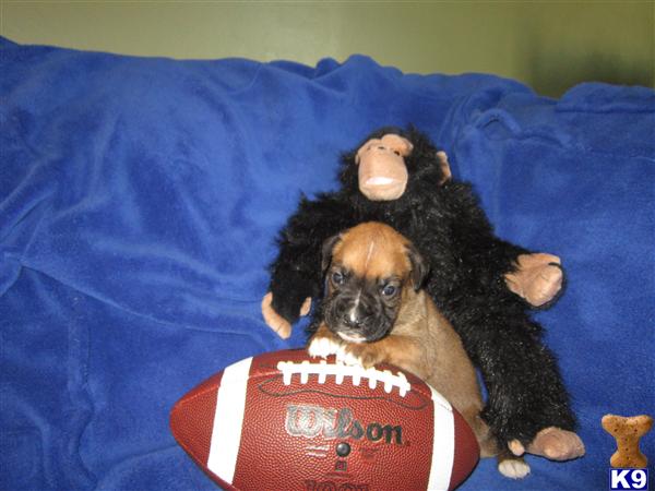 Boxer Puppies
